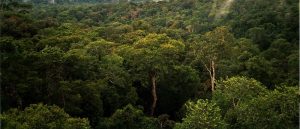 Selva Amazonas
