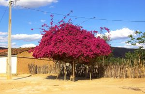 Brasil en primavera